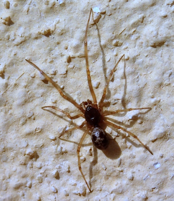 Steatoda triangulosa